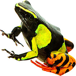  Mantella Tree Frogs
